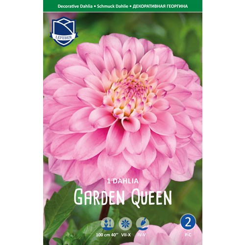 Dahlia, Garden Queen
