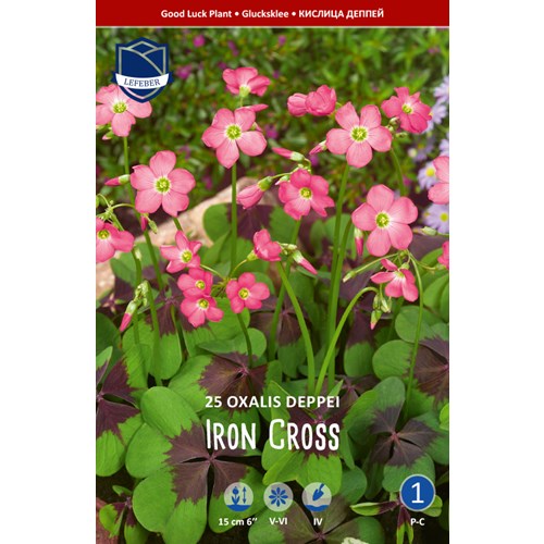 Rosettoxalis, Iron Cross