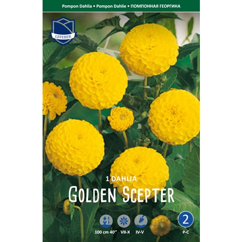 Dahlia, Golden Scepter