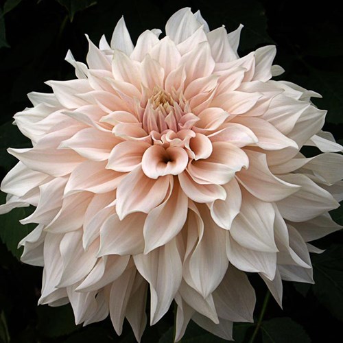 Dahlia, Cafe au Lait
