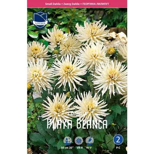 Dahlia, Playa Blanca