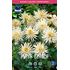 Dahlia, Playa Blanca