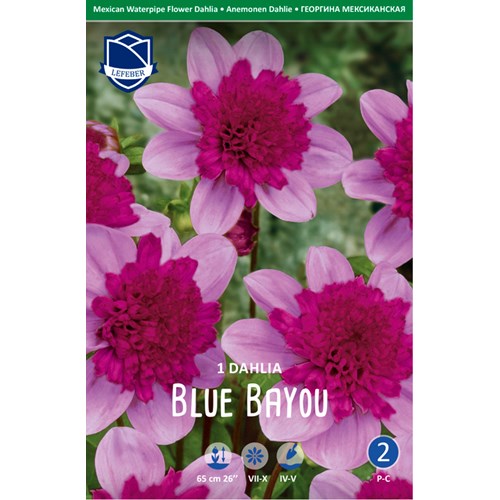 Dahlia, Blue Bayao