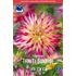 Dahlia, Tahiti Sunrise