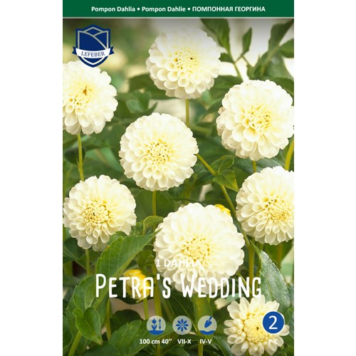 Dahlia, Petra´s Wedding