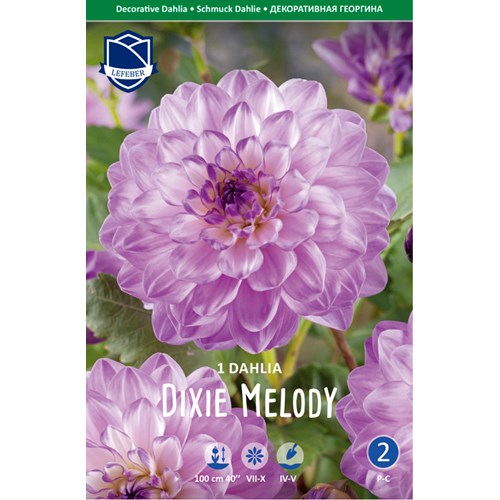 Dahlia, Dixie Melody