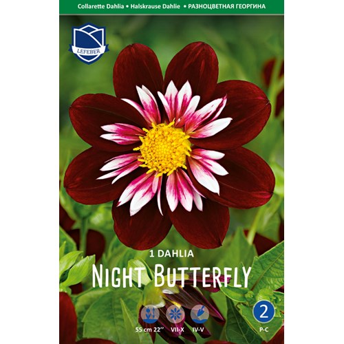 Dahlia, Night Butterfly