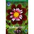 Dahlia, Night Butterfly