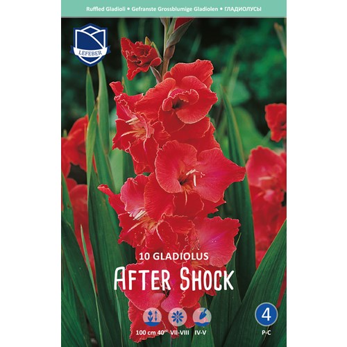 Gladiol, After Shock
