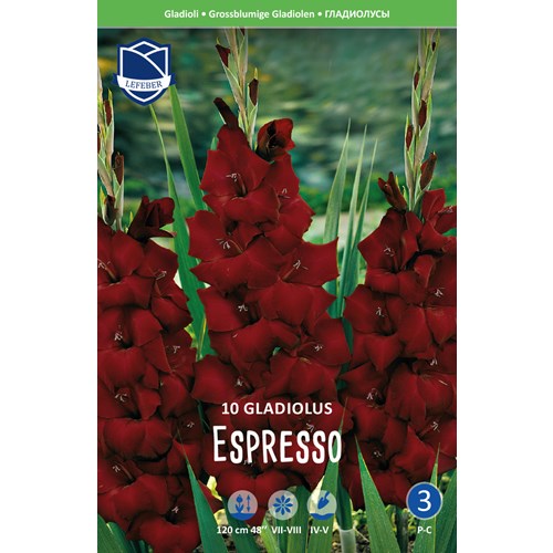 Gladiol, Espresso