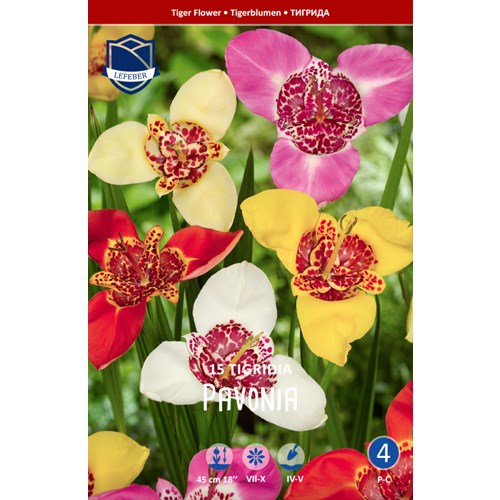 Påfågelslilja, Tigridia pavonia