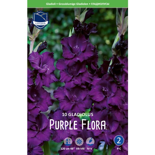 Gladiol, Purple Flora