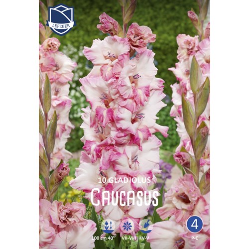Gladiol, Caucasus