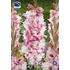 Gladiol, Caucasus