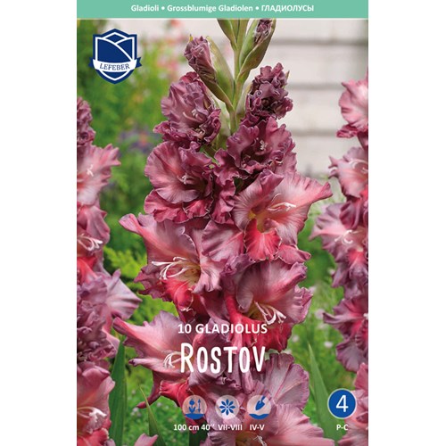 Gladiol, Rostov