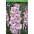 Gladiol, Tropic Blue