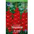 Gladiol, Traderhorn