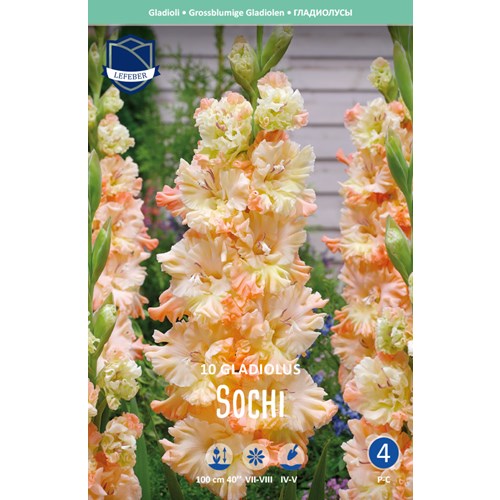 Gladiol, Sochi