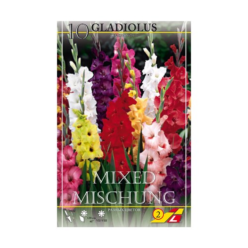 Gladiol, blandade färger