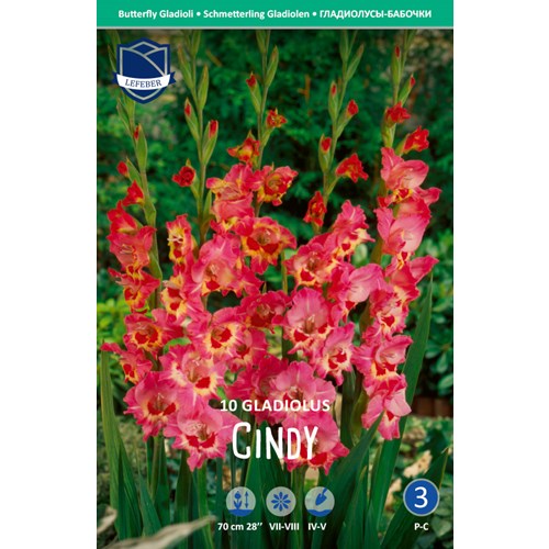 Gladiol, fjärils-, Cindy