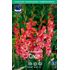 Gladiol, fjärils-, Cindy