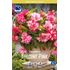 Begonia, Balcony  Pink