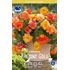 Begonia, Balcony  Gold