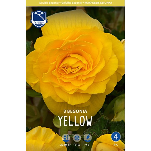 Begonia, dubbel gul