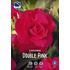 Begonia, dubbel rosa