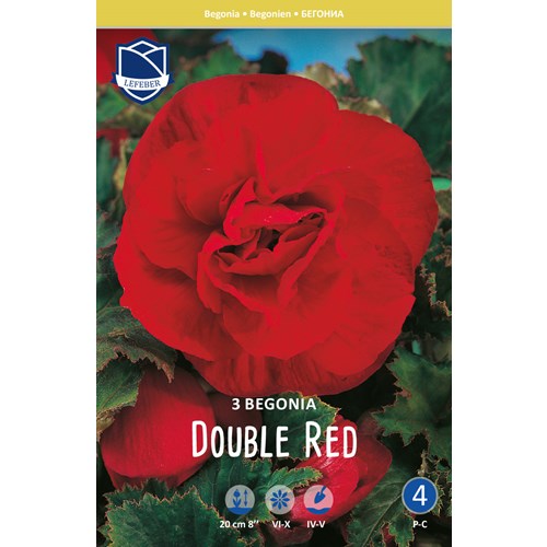 Begonia, dubbel röd
