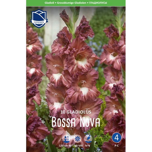 Gladiol, Bossa Nova