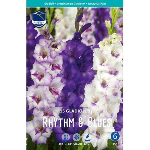 Gladiol, Rythm & Blues
