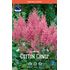 Astilbe, Cotton Candy