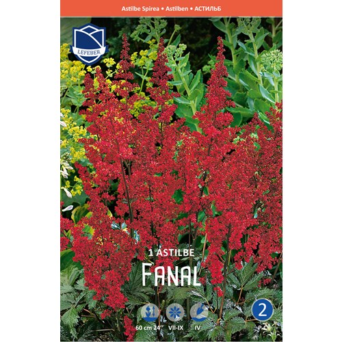 Astilbe, Fanal
