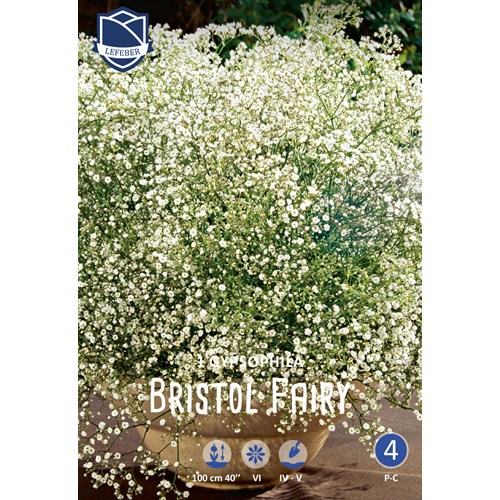 Brudslöja, Bristol Fairy