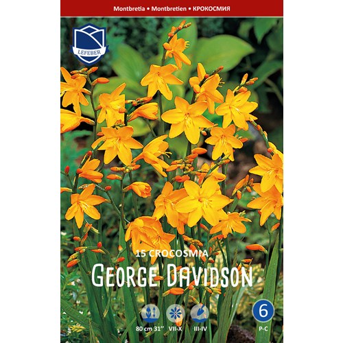 Montbretia, George Davison
