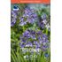 Afrikas blå lilja, Agapanthus