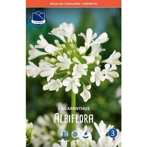 Afrikas blå lilja, Agapanthus, vit