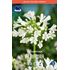 Afrikas blå lilja, Agapanthus, vit