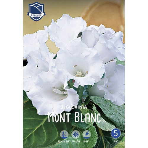 Gloxinia, Mont Blanc