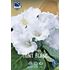 Gloxinia, Mont Blanc