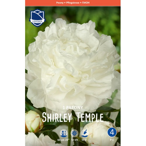 Pion, Shirley Temple