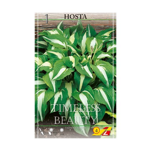 Hosta, Timeless Beauty