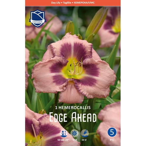 Daglilja, Edge Ahead