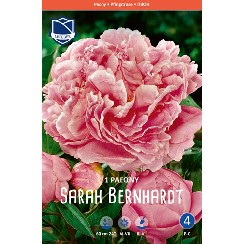 Pion, Sarah Bernhardt