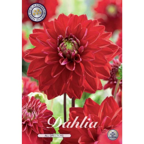 Dahlia, All Directions