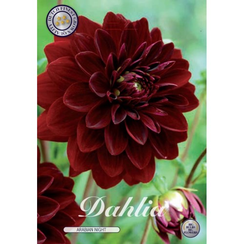 Dahlia, Arabian Night