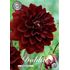 Dahlia, Arabian Night