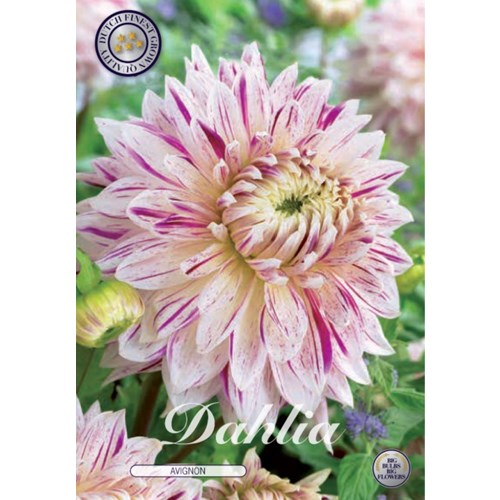 Dahlia, Avignon