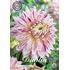 Dahlia, Avignon